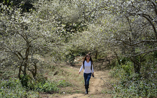 The girl and the flower forest  from Chrome web store to be run with OffiDocs Chromium online