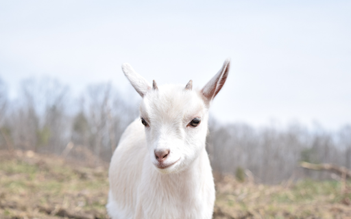 The goat baby  from Chrome web store to be run with OffiDocs Chromium online