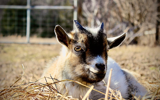 The goat lies on dry grass  from Chrome web store to be run with OffiDocs Chromium online
