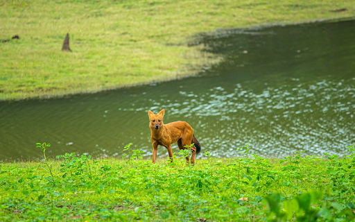 The Golden Fox by the River  from Chrome web store to be run with OffiDocs Chromium online