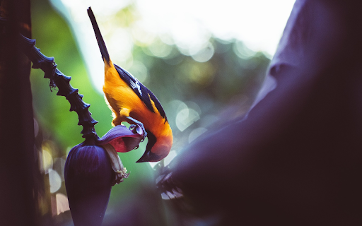 The Golden Oriole  from Chrome web store to be run with OffiDocs Chromium online