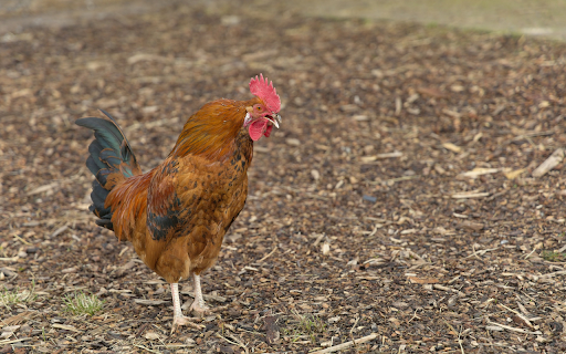 The Golden Rooster  from Chrome web store to be run with OffiDocs Chromium online