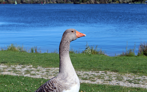 The Goose and the Blue Lake  from Chrome web store to be run with OffiDocs Chromium online