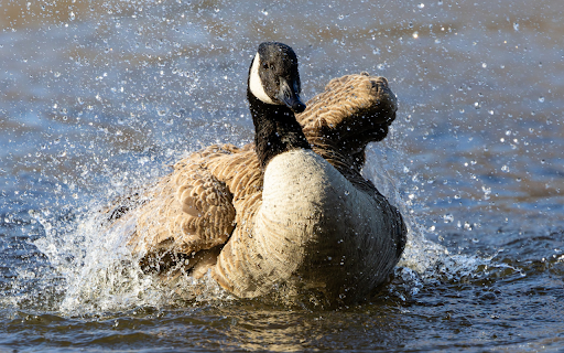 The goose is bathing in the lake  from Chrome web store to be run with OffiDocs Chromium online