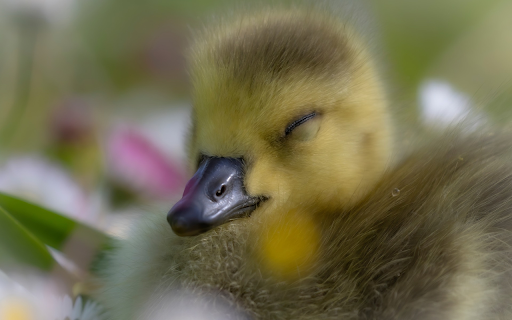 The goose is dreamy  from Chrome web store to be run with OffiDocs Chromium online