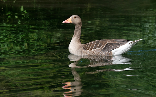 The goose swims in the lake from Chrome web store to be run with OffiDocs Chromium online The goose swims in the lake from Chrome web store to be run with OffiDocs Chromium online