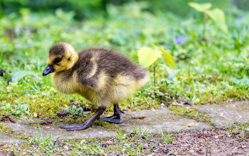 The Gosling  from Chrome web store to be run with OffiDocs Chromium online