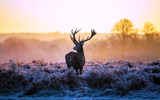 The Graceful Deer: A Symbol of Elegance in the Wild  from Chrome web store to be run with OffiDocs Chromium online