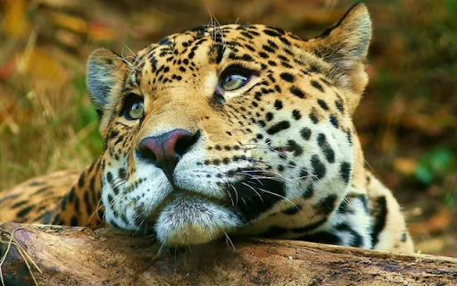 The Graceful Leopard: Master of Stealth and Agility  from Chrome web store to be run with OffiDocs Chromium online