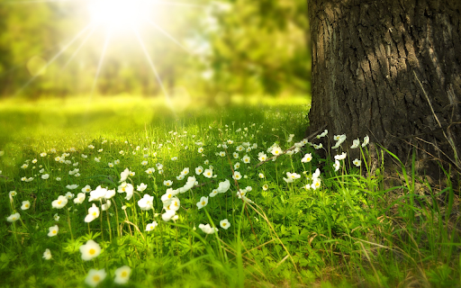 The grass and flowers are fragrant  from Chrome web store to be run with OffiDocs Chromium online