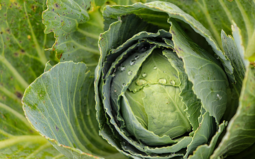 The Green Cabbage  from Chrome web store to be run with OffiDocs Chromium online