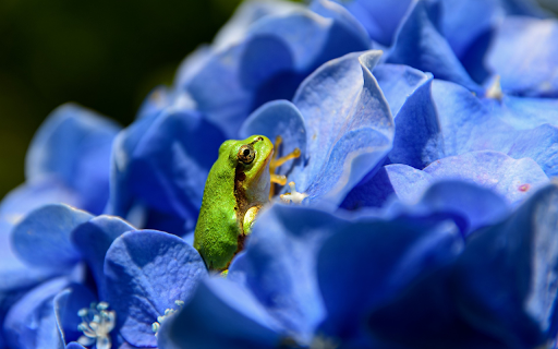 The green frog hides in the flower  from Chrome web store to be run with OffiDocs Chromium online
