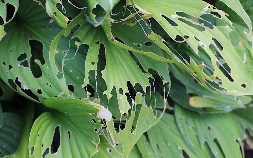 The green leaves are rotten  from Chrome web store to be run with OffiDocs Chromium online