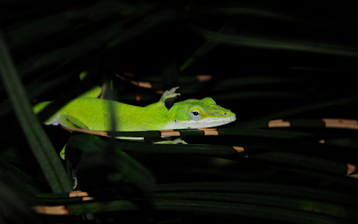 The Green Lizard  from Chrome web store to be run with OffiDocs Chromium online