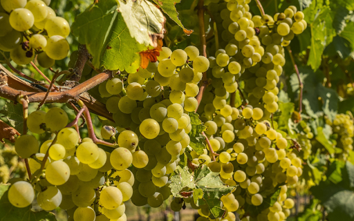 The green vineyard is lush  from Chrome web store to be run with OffiDocs Chromium online