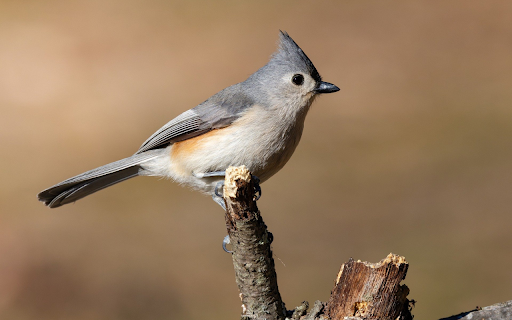 The Grey Bird  from Chrome web store to be run with OffiDocs Chromium online