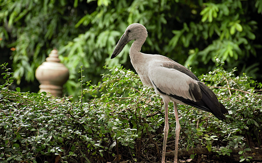 The Grey Heron and the Black Beak  from Chrome web store to be run with OffiDocs Chromium online