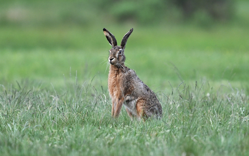 The hare on the green meadow  from Chrome web store to be run with OffiDocs Chromium online