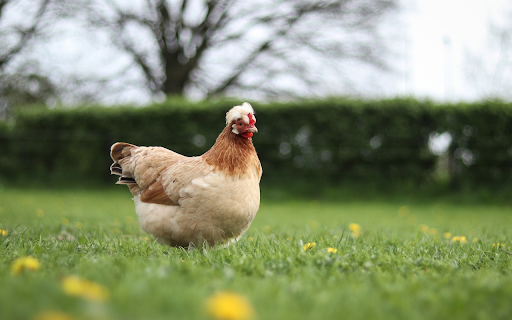 The hen has feathers from Chrome web store to be run with OffiDocs Chromium online The hen has feathers from Chrome web store to be run with OffiDocs Chromium online