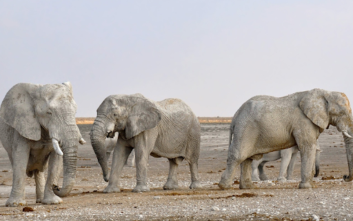 The herd of elephants moves  from Chrome web store to be run with OffiDocs Chromium online