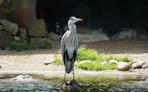The heron next to the cave  from Chrome web store to be run with OffiDocs Chromium online