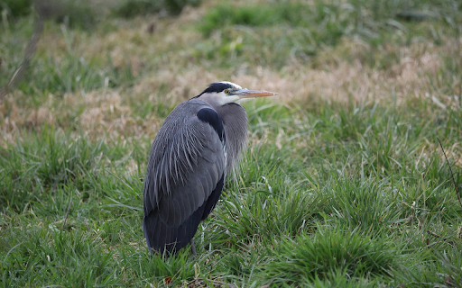 The Heron With Its Neck retracted  from Chrome web store to be run with OffiDocs Chromium online