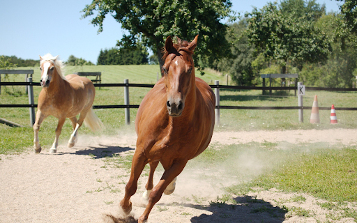 The horse galloped at lightning speed  from Chrome web store to be run with OffiDocs Chromium online