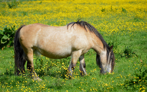 The horse is full in the field  from Chrome web store to be run with OffiDocs Chromium online
