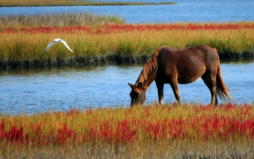 The horse is leisurely  from Chrome web store to be run with OffiDocs Chromium online