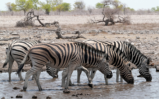 The horses drink water  from Chrome web store to be run with OffiDocs Chromium online
