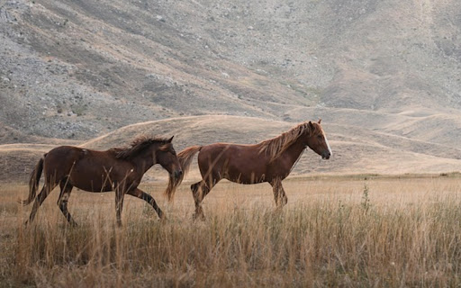 THE HORSE Theme  from Chrome web store to be run with OffiDocs Chromium online
