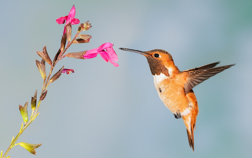 The hummingbird bird  from Chrome web store to be run with OffiDocs Chromium online