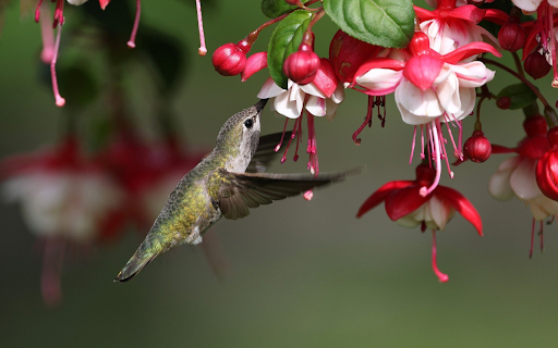 The Hummingbird by the Flower Branch  from Chrome web store to be run with OffiDocs Chromium online