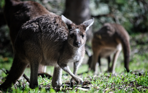 The kangaroos  from Chrome web store to be run with OffiDocs Chromium online