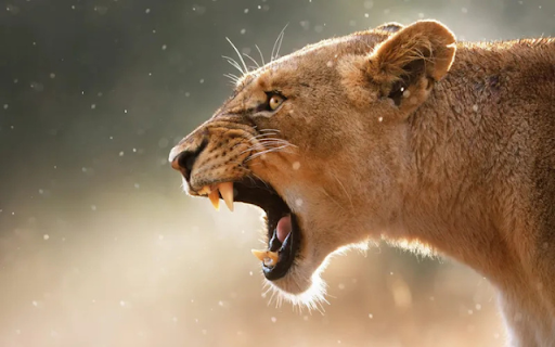 The King of the Jungle from Chrome web store to be run with OffiDocs Chromium online The King of the Jungle from Chrome web store to be run with OffiDocs Chromium online