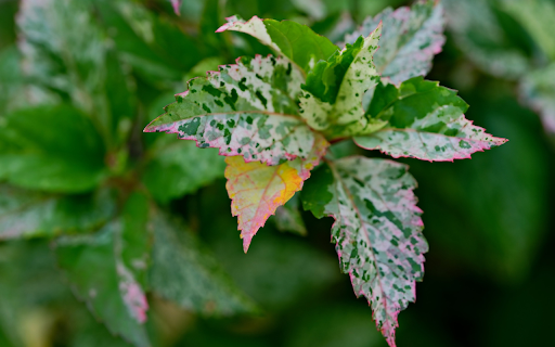 The leaf has pink edges  from Chrome web store to be run with OffiDocs Chromium online
