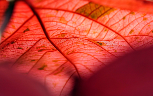 The leaf red copper  from Chrome web store to be run with OffiDocs Chromium online