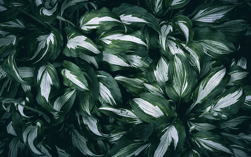 The leaves are shaped like feathers from Chrome web store to be run with OffiDocs Chromium online The leaves are shaped like feathers from Chrome web store to be run with OffiDocs Chromium online