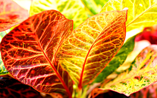 The leaves glow in the sunlight  from Chrome web store to be run with OffiDocs Chromium online