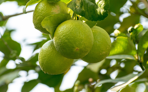 The lemon tree bears fruit  from Chrome web store to be run with OffiDocs Chromium online