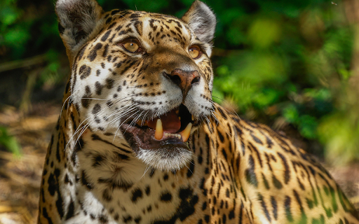 The Leopard and the Fangs  from Chrome web store to be run with OffiDocs Chromium online