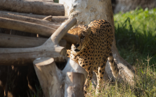 The leopard and the pile of wood  from Chrome web store to be run with OffiDocs Chromium online