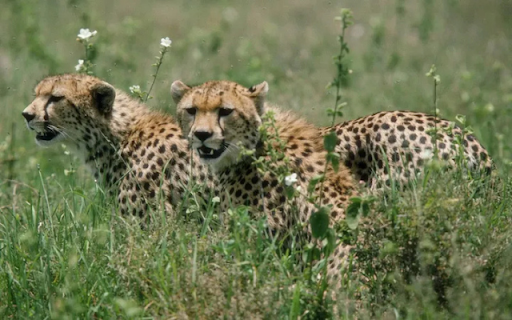 The Leopard: A Silent and Deadly Predator  from Chrome web store to be run with OffiDocs Chromium online