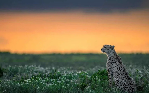 The Leopard: A Silent Watcher of the Wild  from Chrome web store to be run with OffiDocs Chromium online