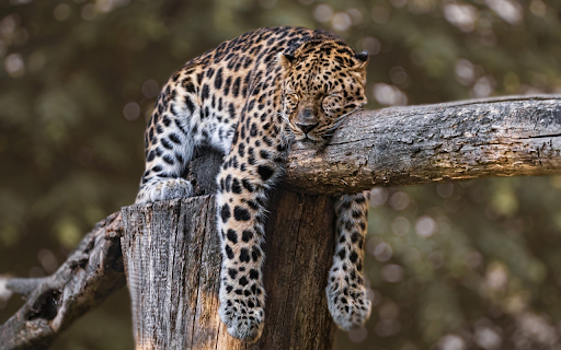 The leopard is dreamy  from Chrome web store to be run with OffiDocs Chromium online