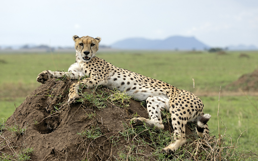 The leopard lies down on the mound  from Chrome web store to be run with OffiDocs Chromium online