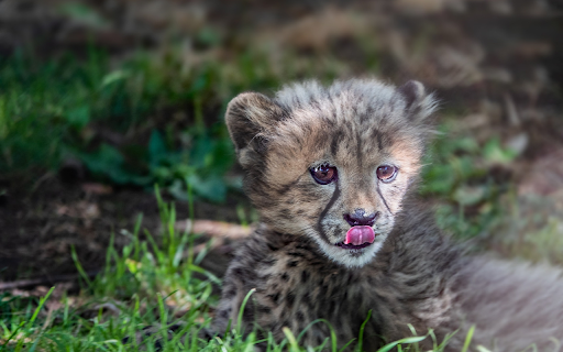 The Lion  from Chrome web store to be run with OffiDocs Chromium online