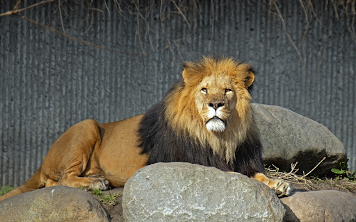 The Lion and the Mane  from Chrome web store to be run with OffiDocs Chromium online