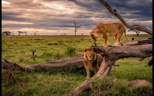 The Lion Couple: King and Queen of the Savannah  from Chrome web store to be run with OffiDocs Chromium online