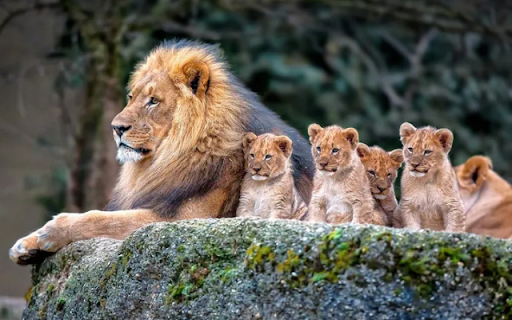 The Lion Family: A Strong and United Pride  from Chrome web store to be run with OffiDocs Chromium online